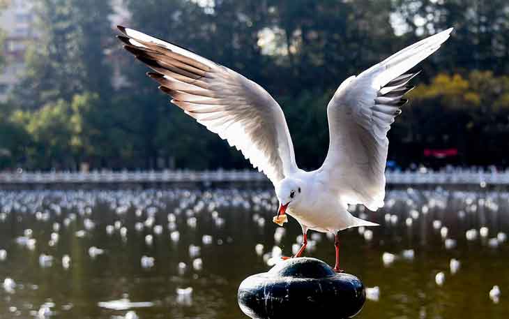 昆明翠湖公園的海鷗什么時(shí)候走，何時(shí)搬家？.jpg